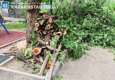 Незаконную обрезку деревьев выявили в области Ұлытау