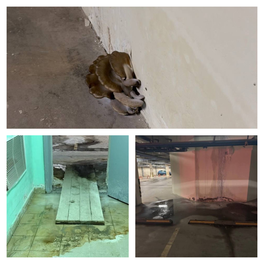 Казанцам приходится мириться с грибами и мухами в новостройке на Зур Урам