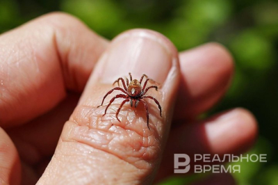 Жителям Казани рассказали, как обезопасить себя в сезон клещей