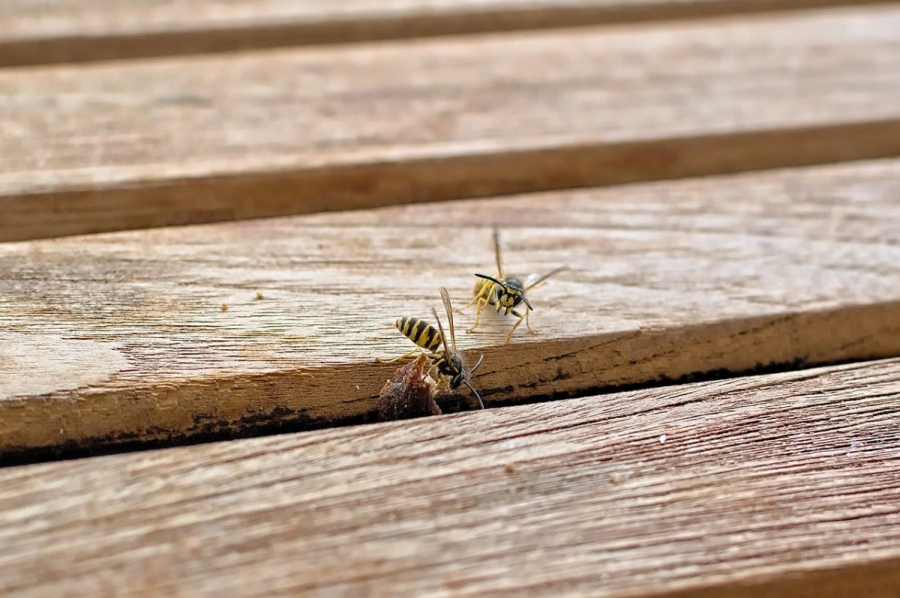Осы напали на астанчан в Ботаническом саду (ВИДЕО)