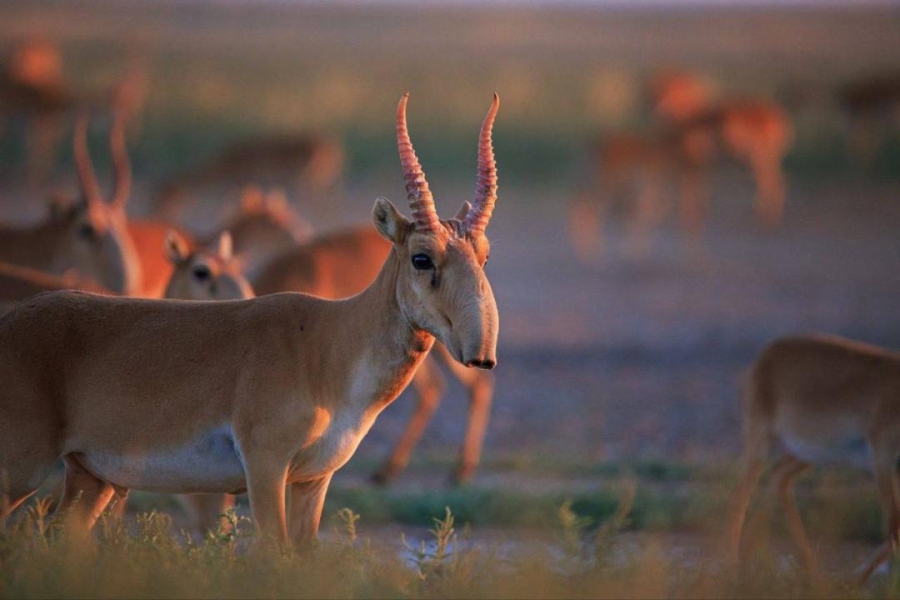 Узбекистан предлагает переселить часть сайгаков на их территорию