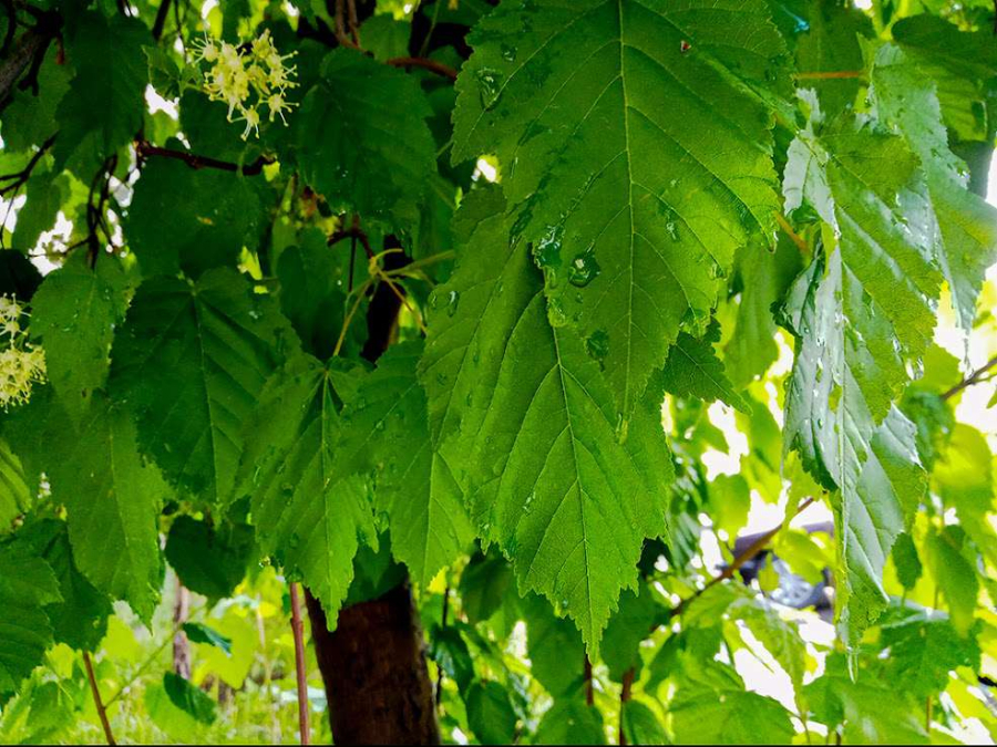 Как защититься от Конго-Крымской геморрагической лихорадки, рассказали эпидемиологи