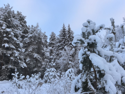 Поисковик предположила, что Усольцевы не могут прятаться в тайге