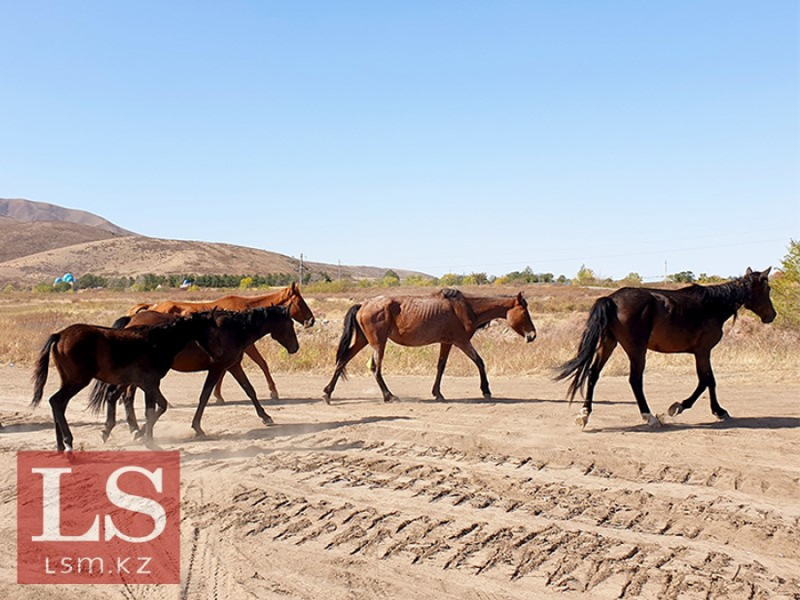 Рога и копыта: Казахстан резко нарастил поставки скота за границу. Инфографика
