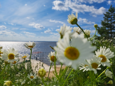 Кубай рассказал, каким будет лето в Приморье: два сценария &ndash; от засухи до мощных паводков