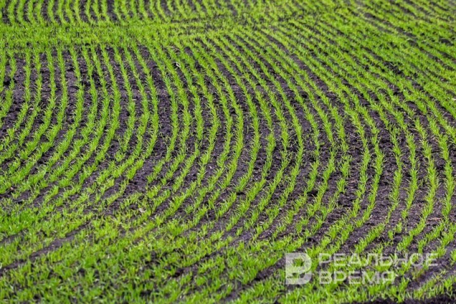 В Альметьевском районе засеяли 11,8 тысяч гектаров зерновых культур