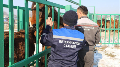 Чипирование лошадей проводится в Жамбылской области