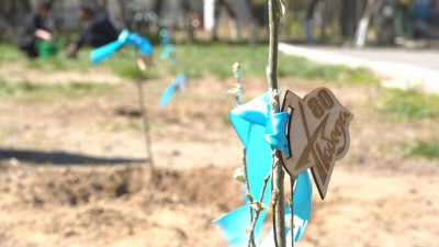 Деревья высадили в честь Дня Победы в Павлодаре