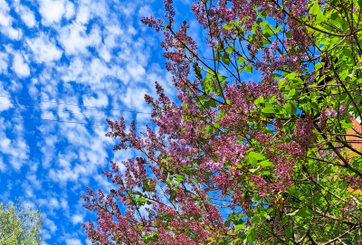 Жара до +29: новосибирцев ждет аномально теплый Первомай