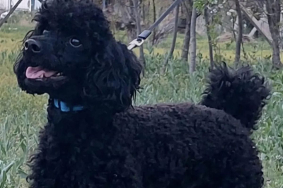 В Атырау пропала собака-терапевт &laquo;Маленькой страны&raquo;: нужны добровольцы для поисков