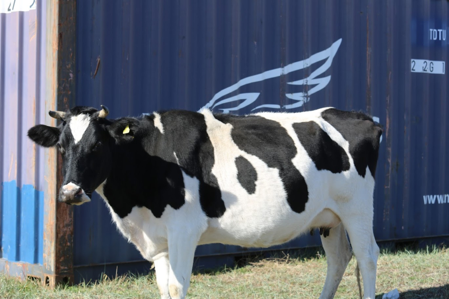 Корова напала на ребенка в Павлодарской области