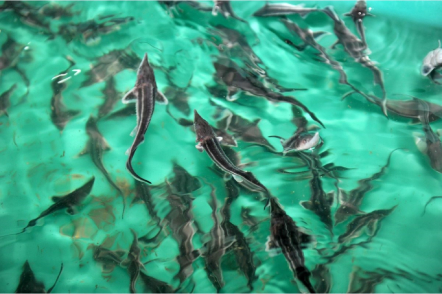 Субъекты рыбного хозяйства теперь обязаны регистрироваться &mdash; вступили в силу поправки