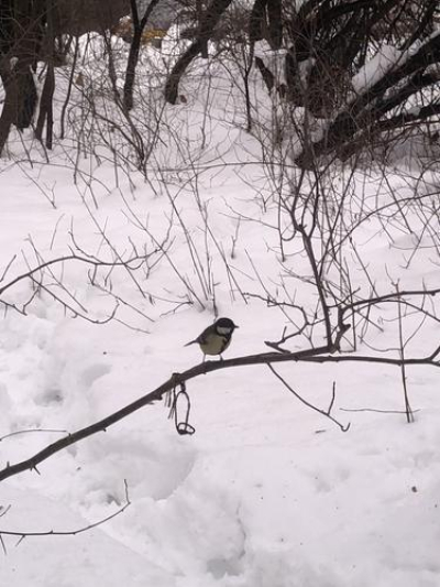 Когда в Москве снег растает