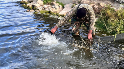 В реку Есиль Астаны выпустят полмиллиона карпов и амуров